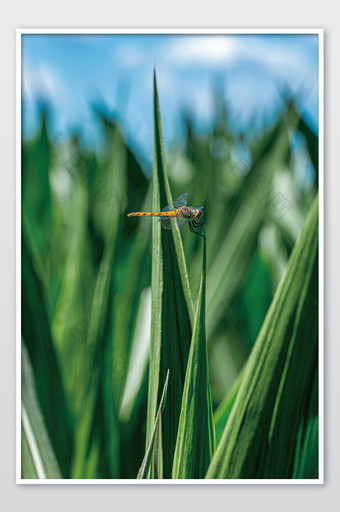 竖版特写拍摄夏日蜻蜓落在绿植上海报素材图片