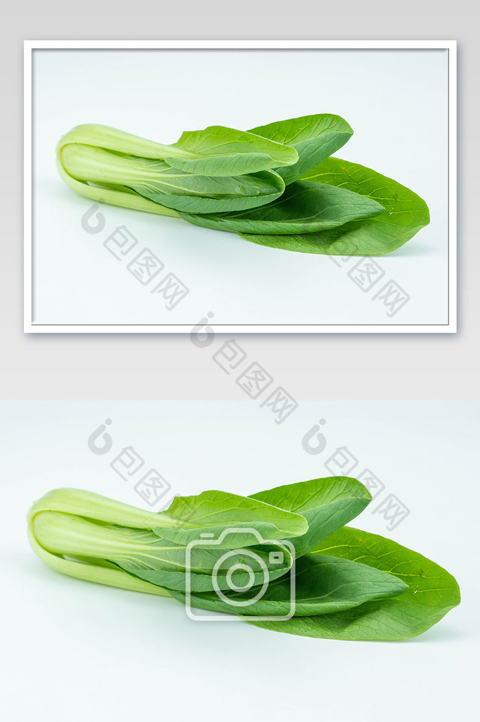 绿色青菜小油菜摄影图