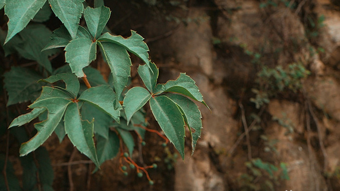 实拍爬山虎植物根茎视频素材