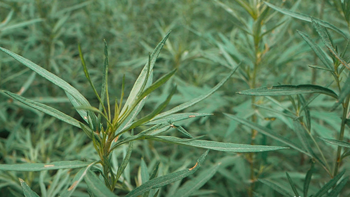 实拍艾草艾叶植物视频素材