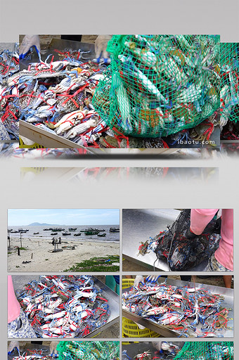 丰收喜庆渔民渔获花蟹生猛海鲜高清实拍图片