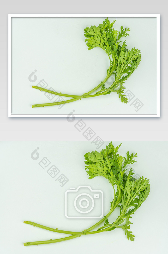 蔬菜茼蒿高清摄影图