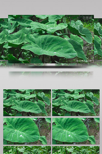 浙江农村雨中的蔬菜图片