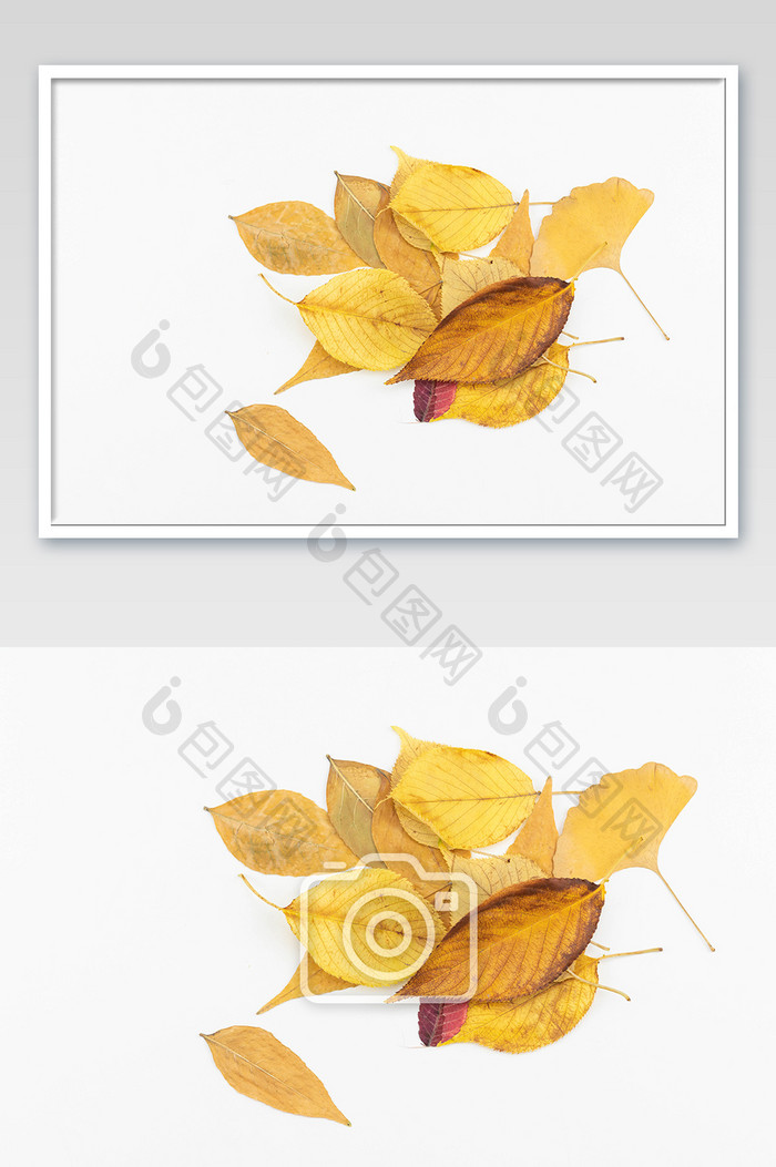 立秋节气黄色树叶摄影图