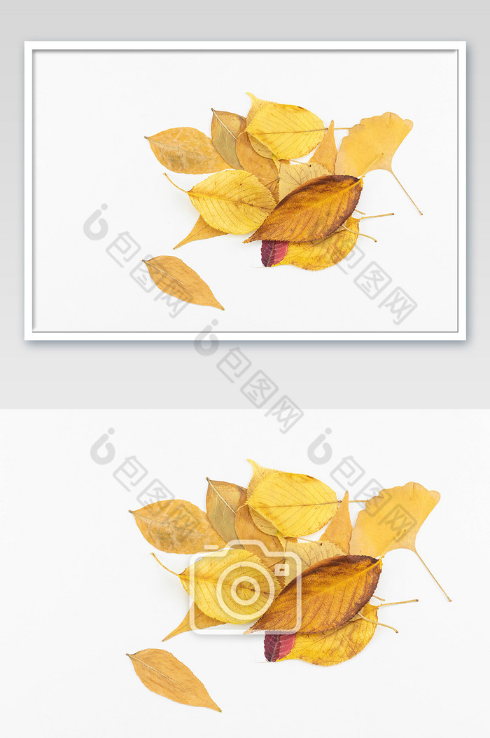 立秋节气黄色树叶摄影图图片图片