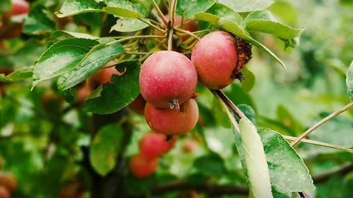 4K果园苹果树上的小苹果实拍