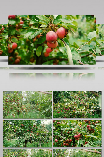 4K果园苹果树上的小苹果实拍图片