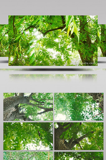 夏季绿荫下杨树柳树移动仰拍镜头图片
