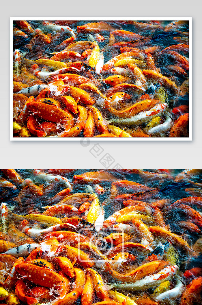 池塘锦鲤摄影图片