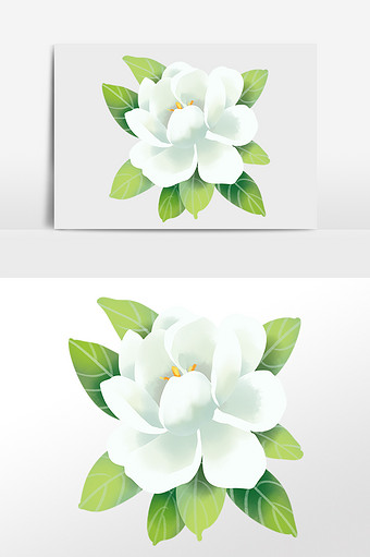 白色栀子花植物花开 花