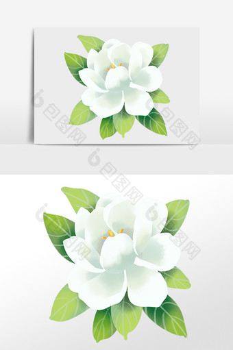 白色栀子花植物花开 花图片