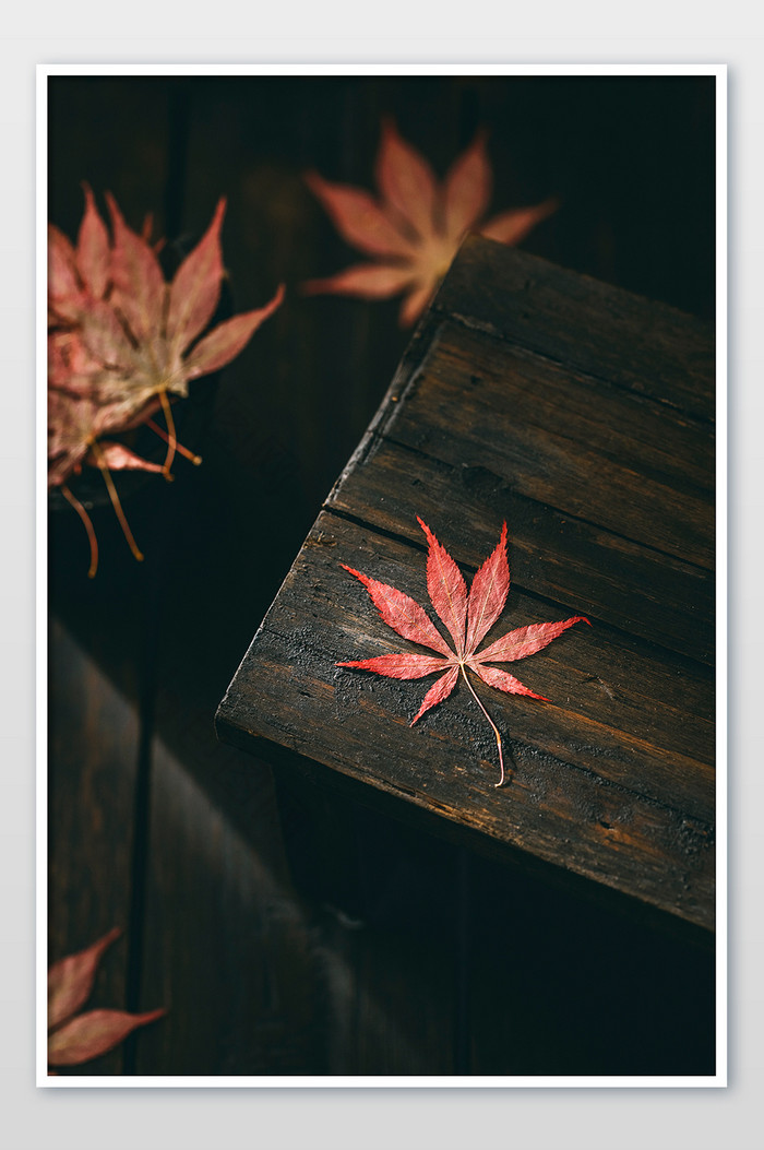 枫叶秋季暗调风格文艺图片图片