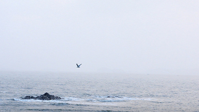 冬天雪中海上海鸥飞翔