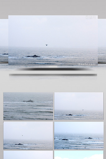 冬天雪中海上海鸥飞翔图片