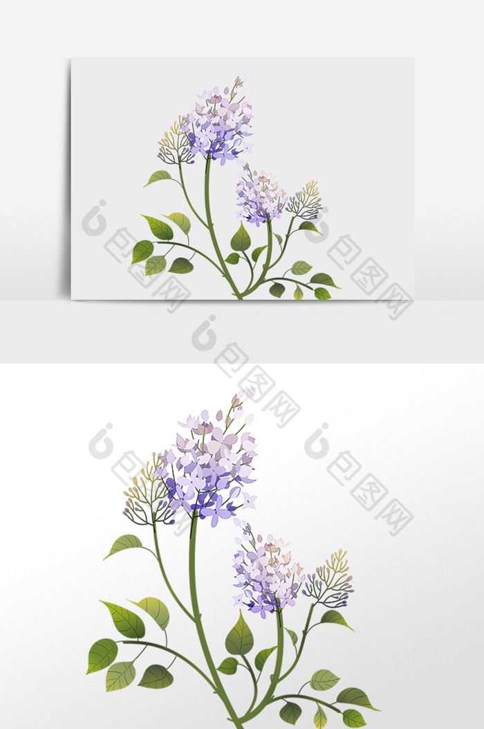 植物紫丁香丁香花花朵