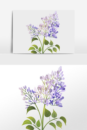 植物花朵花卉紫丁香