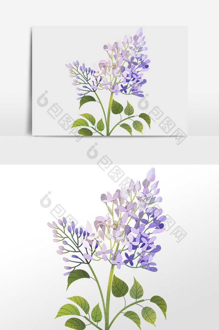 植物花朵花卉紫丁香