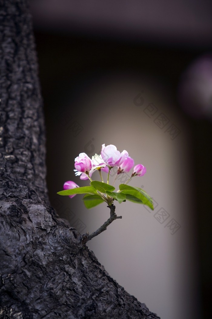 李云龙向我开炮抖音热词热句影视剧