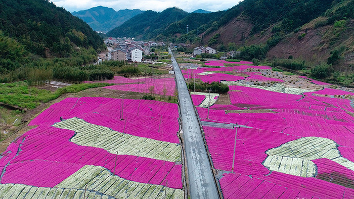 航拍杭州市龙岗镇芝樱花海实拍视频