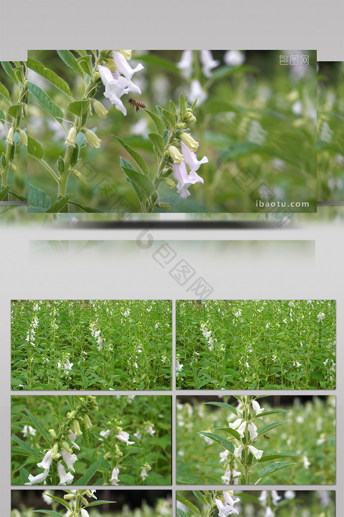 浙江农村大面积的芝麻地