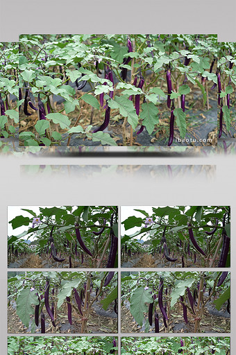 浙江山区高山蔬菜茄子种植基地图片