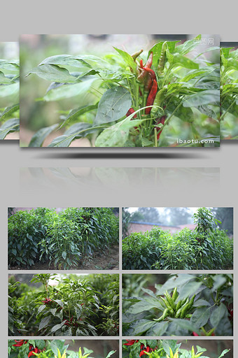 辣椒朝天椒辣椒种植地视频拍摄高清素材图片