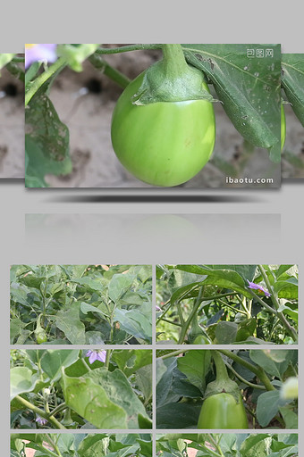 4K绿色茄子蔬菜开花结果视频素材图片