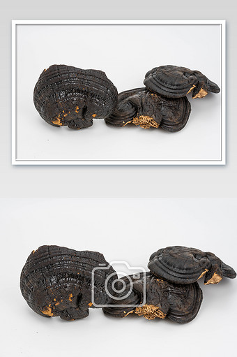 中草药滋补品灵芝摄影图