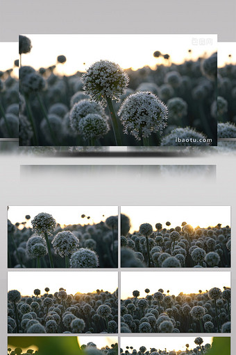 实拍夕阳下的洋葱花视频图片