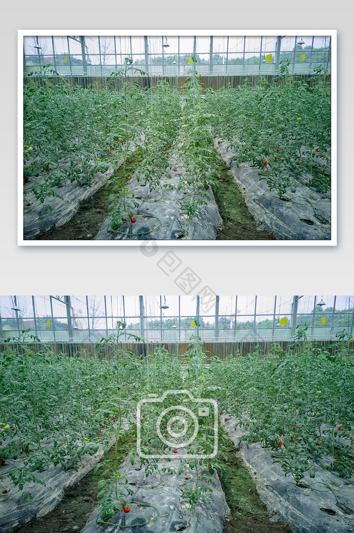现代农业圣女果种植基地摄影图片