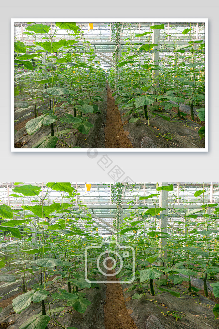 现代大棚蔬菜种植基地黄瓜摄影图片