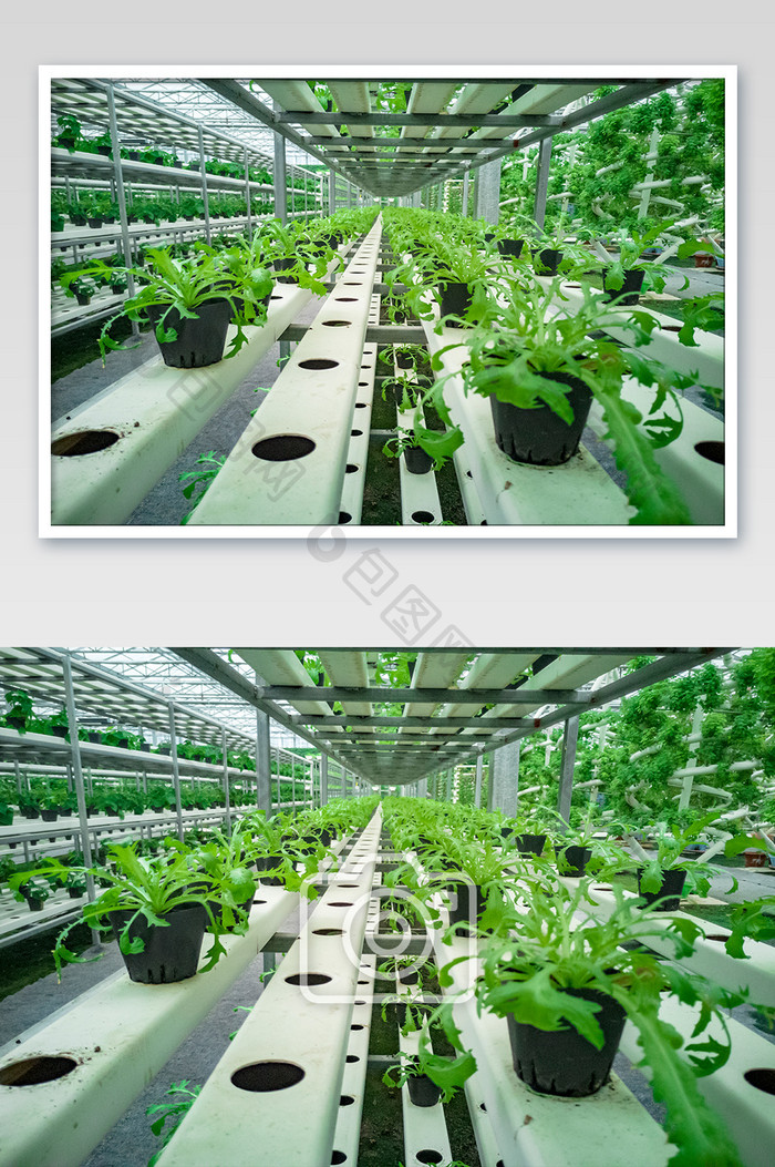 现代农业无土有机蔬菜幼苗摄影图片