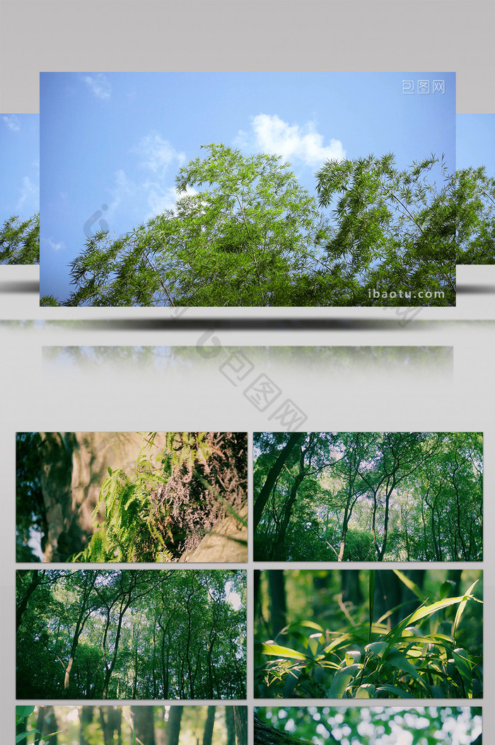 4K实拍清新唯美绿植森林视频素材