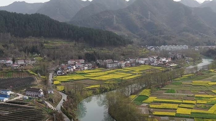 大气航拍汉中油菜花种植基地