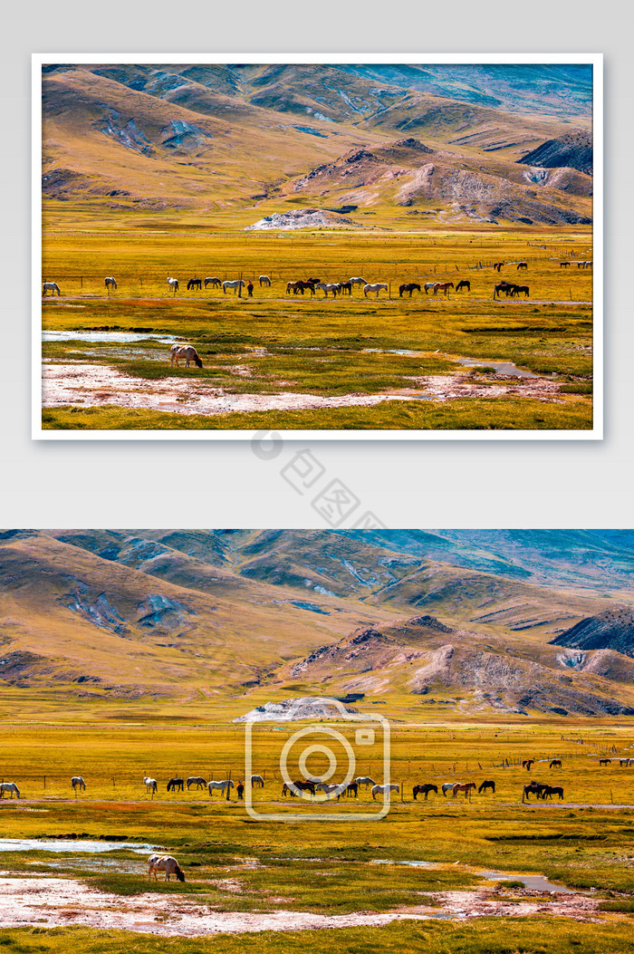 秋天的草原马牧场图片图片