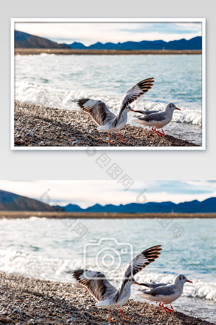 纳木措湖边的展翅海鸥