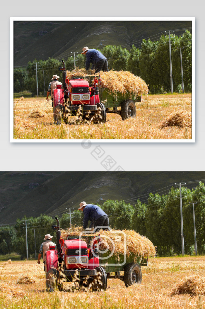 秋收季节忙碌收割的农民图片图片