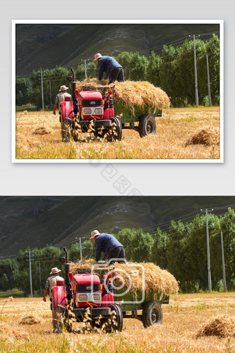 秋收季节忙碌收割的农民图片