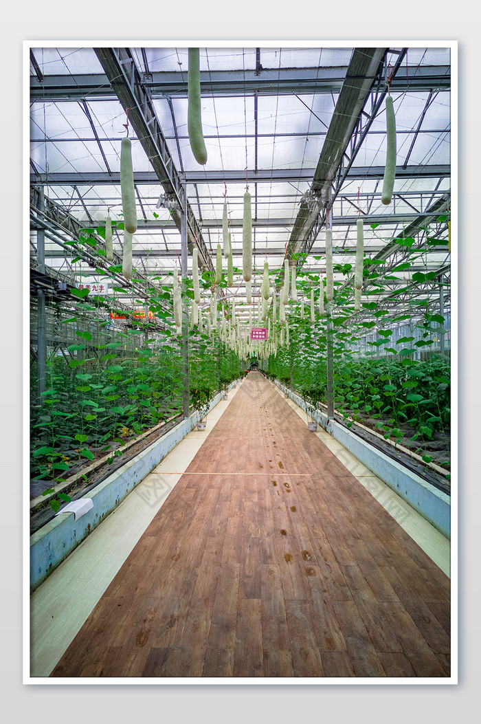 竖图现代农业蔬菜走廊摄影图片