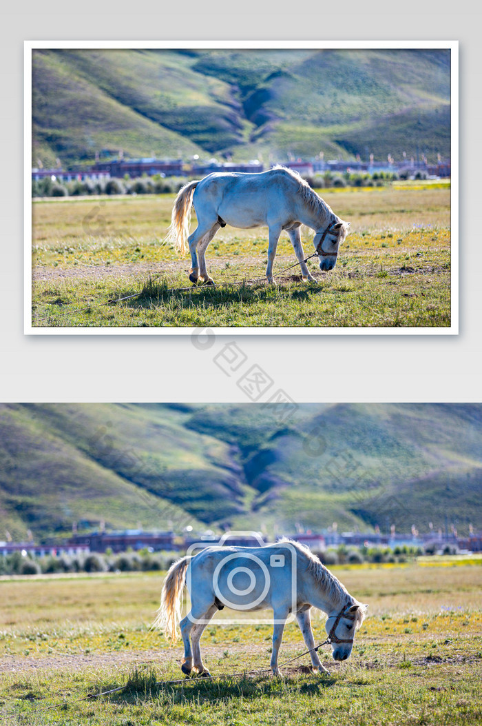 草原上吃草的马儿图片图片