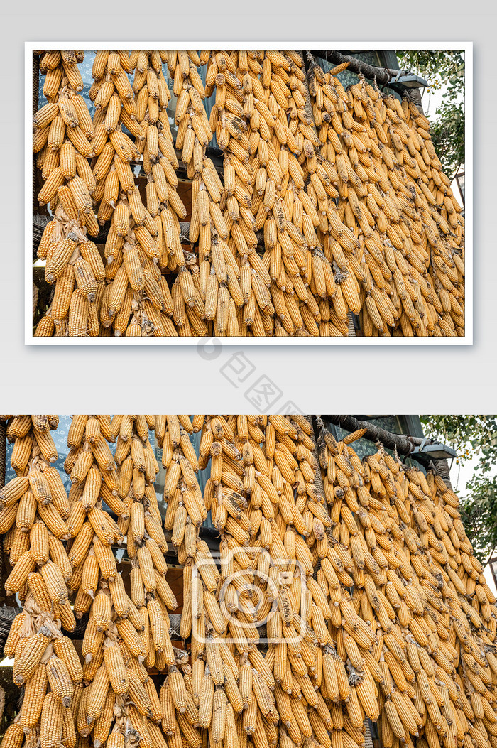 农家玉米摄影图片
