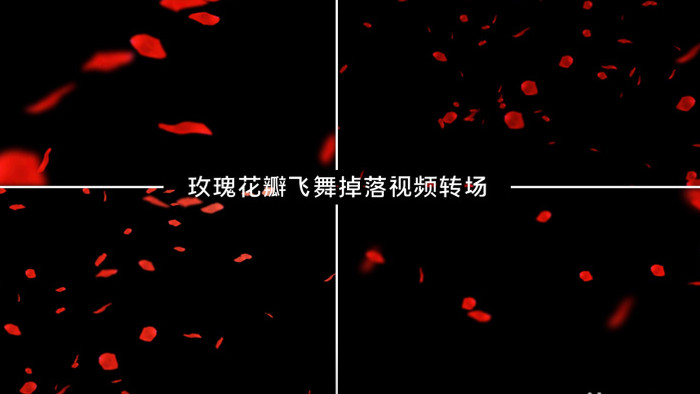 玫瑰花瓣飞舞掉落视频转场背景动画视频素材