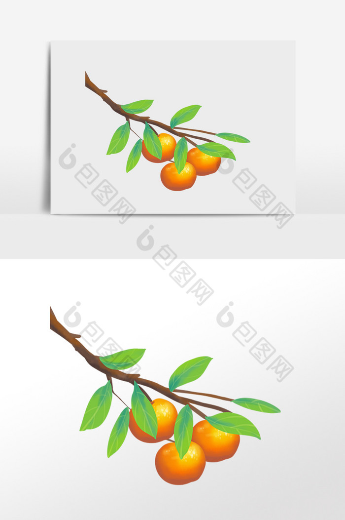 霜降果实橘子橘子树图片图片