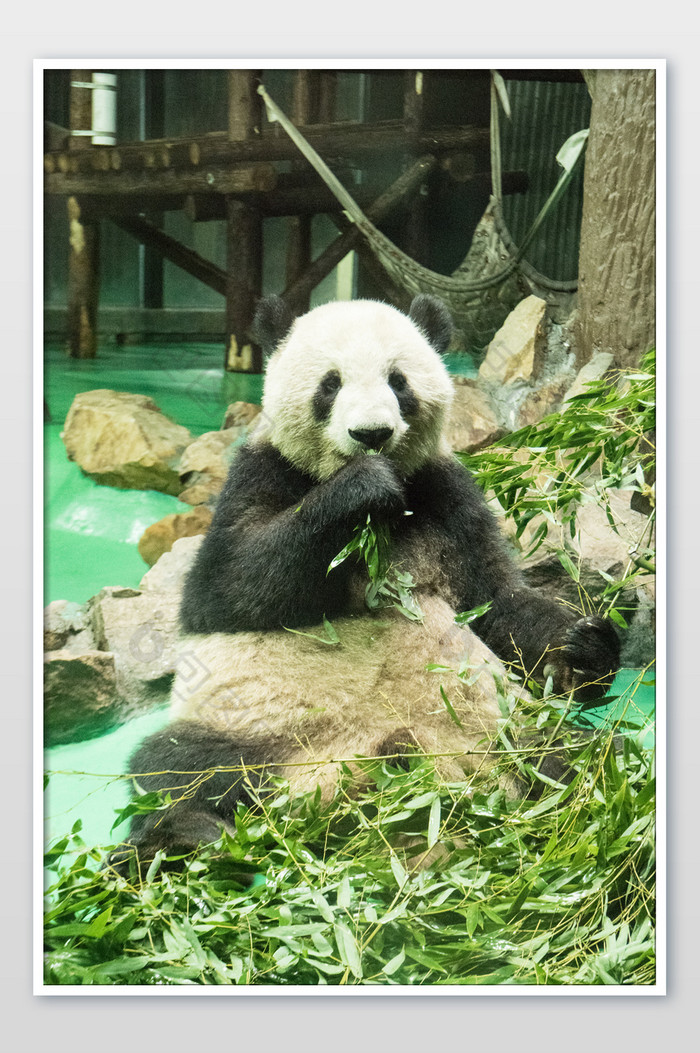 吃竹子的国宝大熊猫图片图片