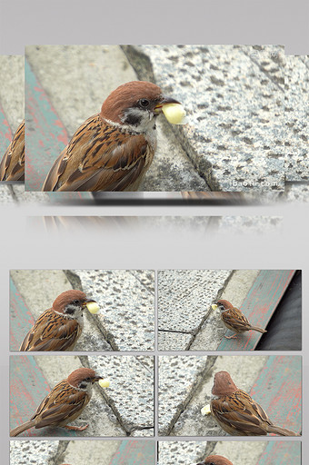 小鸟吃东西实拍视频图片