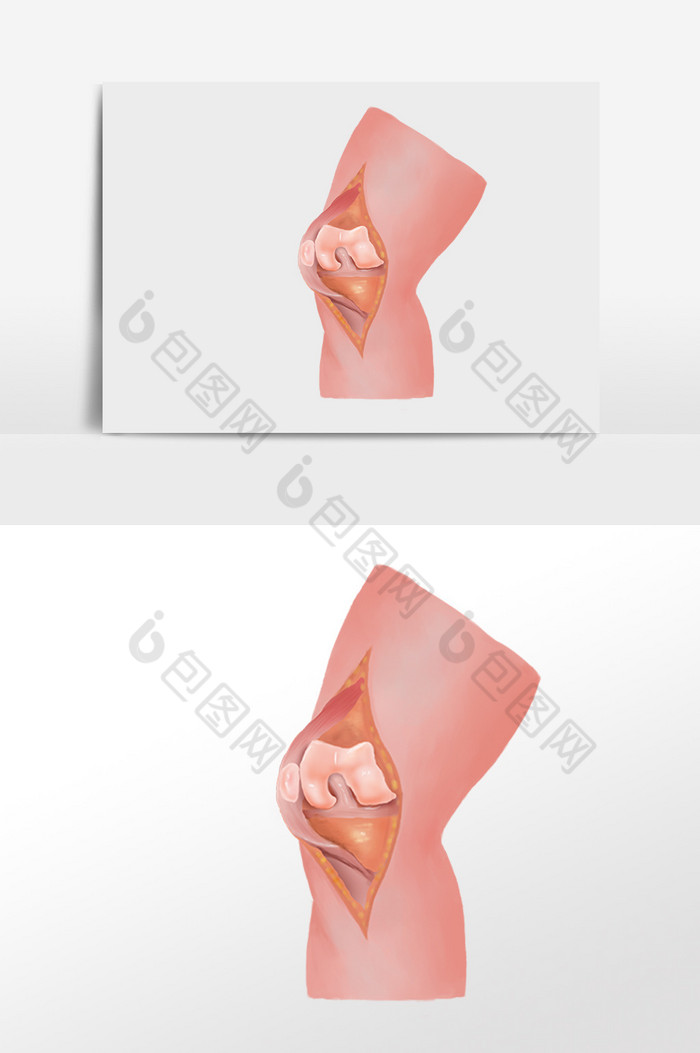 膝关节人骨胳膝盖痛图片图片