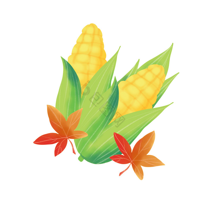 感恩节玉米枫叶图片
