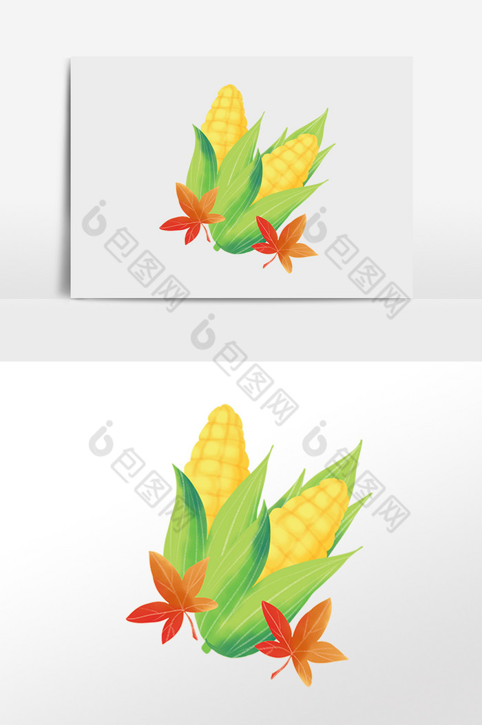 感恩节玉米枫叶图片图片