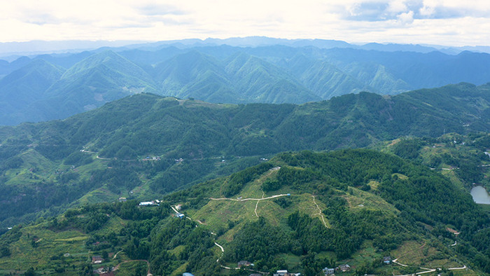 乡村青花椒种植基地实拍视频