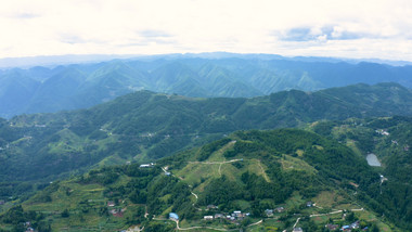 乡村青花椒种植基地实拍视频